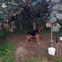 واگذاری دو قلاده سگ نگهبان