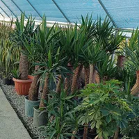 گلخانه ابریشم|گل و گیاه طبیعی|گوراب زرمیخ, |دیوار