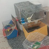 عروس هلندی|پرنده|نورآباد, |دیوار