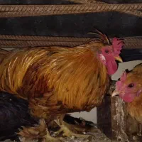 خروس|حیوانات مزرعه|اصفهان, حصه جنوبی|دیوار