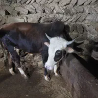 گوساله نر نافدار