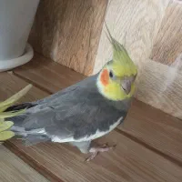 فروش یک جفت عروس هلندی نروماده|پرنده|اسالم, |دیوار