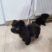 سگ تریر/پودل