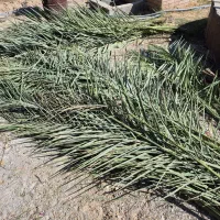 پیش و برگ درخت نخل|گل و گیاه طبیعی|بهبهان, |دیوار