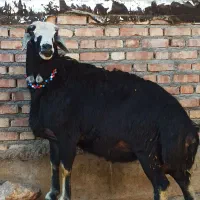 بره نر قره چال و زغالی