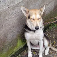 سگ‌ سورتمه ماده‌