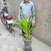 ۲۰ نوع گل  اپارتمانی خاص|گل و گیاه طبیعی|مشهد, رده|دیوار