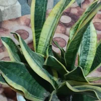 گل شمشیری|گل و گیاه طبیعی|تالش, هشتپر|دیوار