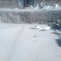 کفتر یا کبو تر|پرنده|نورآباد, |دیوار