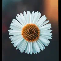 دعوت به کار
