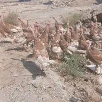 بوقلمون محلی درجه یک خوشکل جون