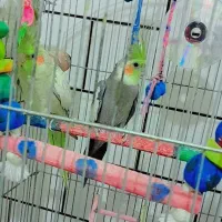 عروس هلندی سخنگو|پرنده|دورود, |دیوار