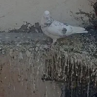 کفتر هما|پرنده|تهران, مشیریه|دیوار