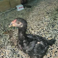 جوجه خروس لاری