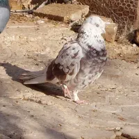 کبوتر گمشده دو عدد
