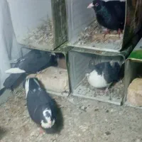 سیاه پلنگ رسمی شیرازی|پرنده|کرمان, |دیوار