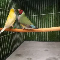 فنچ‌زیبای‌گلدین