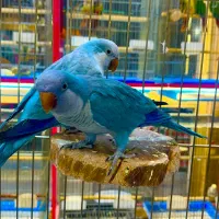 دنیای راهب سرلاکی تا دونخور ملنگو گرینچیک عروس