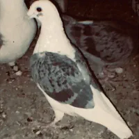 شش عدد جوونه گراف جفت 1ملیون|پرنده|فردوس (خراسان), |دیوار