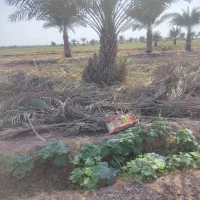 خدمات باغبانی و نخل|خدمات باغبانی و درختکاری|اهواز, بهارستان|دیوار