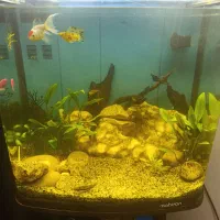 اکواریوم ماهیران|ماهی|شیراز, شهرک مهدیه|دیوار