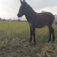 فروش قاطر ماده 6 ماهه