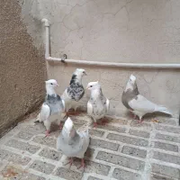 طوقی عتیقه عشق باز|پرنده|ایلام, |دیوار