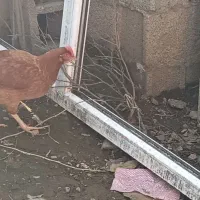 خروس محلی مرغ محلی مرغ لاری|حیوانات مزرعه|ماکلوان, |دیوار