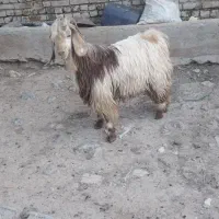 بزغاله نر