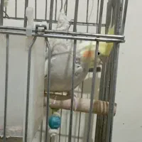 عروس هلندی لوتینو