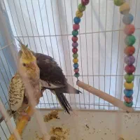 عروس هلندی
