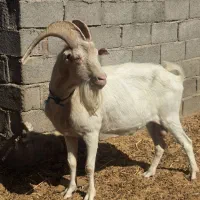 نر بز سانن