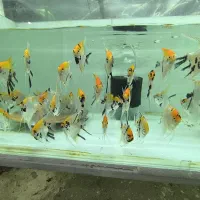 فروش ماهی آنجل و کوریدوراس و غذا