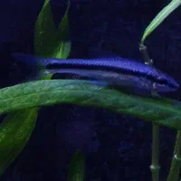 کت سیامی|ماهی|مشهد, نیروی هوایی|دیوار