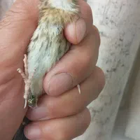 دوعددسهره قناری هر دوچونه سفید