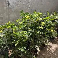 بار جدید مهگل