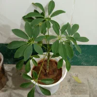 گلهای طبیعی و زیبا|گل و گیاه طبیعی|خانمیرزا, |دیوار