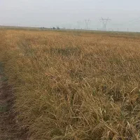 شالی ،چلتوک ،خوزستان شوشتر