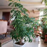 گل و گیاه آپارتمانی|گل و گیاه طبیعی|مشکین‌دشت, |دیوار