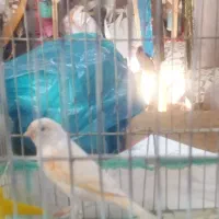 قناری موزاییکی ماده|پرنده|اسفرورین, |دیوار