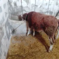 گوساله‌سیمنتال|حیوانات مزرعه|بلبان آباد, |دیوار