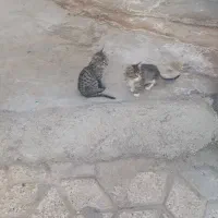 گربه خانگی نروماده|گربه|مشهد, آزادشهر|دیوار