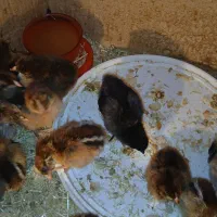 فروش جوجه محلی|حیوانات مزرعه|شیروان (خراسان), |دیوار