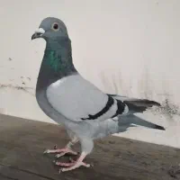کبوتر پلاکی آلمانی مسافتی.پرشی . پولکی چاپی .سبز|پرنده|مشهد, آزادشهر|دیوار
