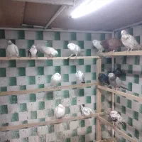 همه حیوون خوب|پرنده|شاهدشهر, |دیوار