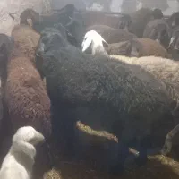 حترو زیگولارد