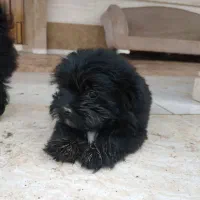 واگذاری غیر رایگان تعدادی پت|سگ|سنگر, |دیوار