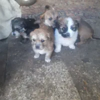 توله سگ شیتزو