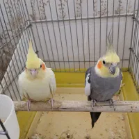 عروس هلندی