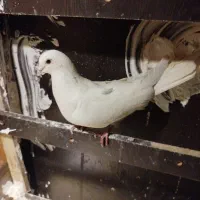 کفتر